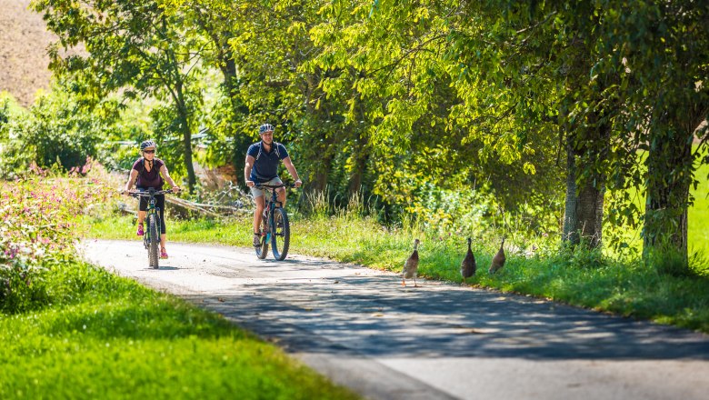 Two people ride e-bikes on a path through a green landscape while ducks cross the road.