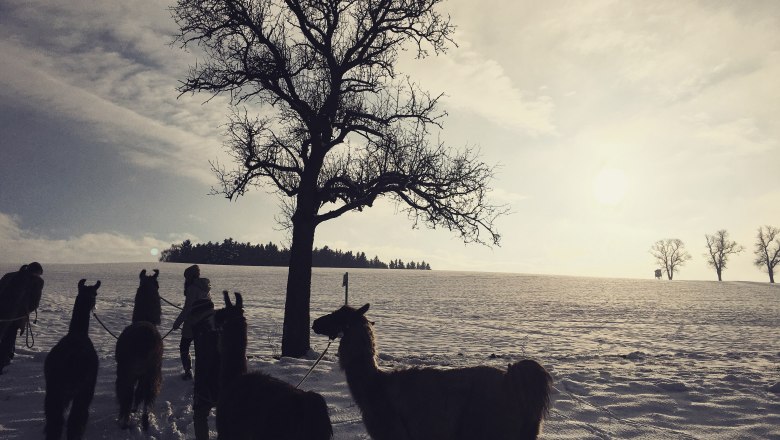 Winter in llama hiking country, &copy; lamawanderland