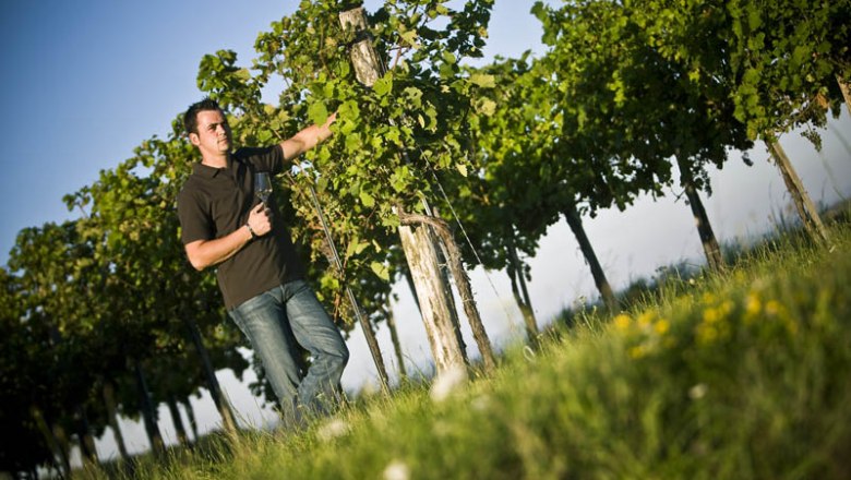 A man inspects vines in a vineyard in sunny weather.