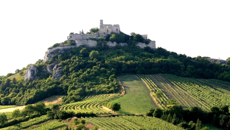 Falkenstein castle ruins on a wooded hill with vineyards in the foreground.