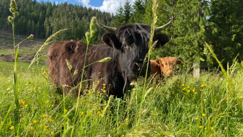 Highland cattle, &copy; Grie&szlig;hof