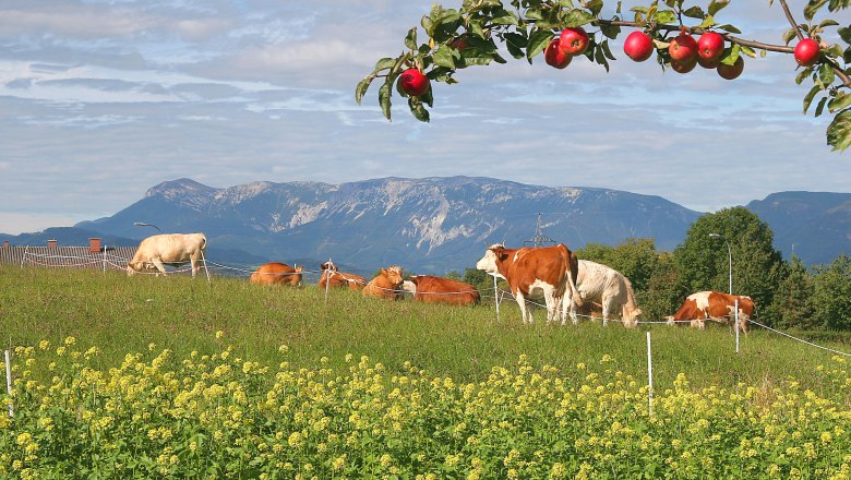 Cows in a pasture with mountains in the background and an apple tree in the foreground.