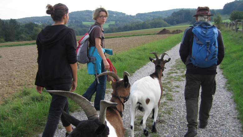 Goat hike, © Die Glücksschmiede