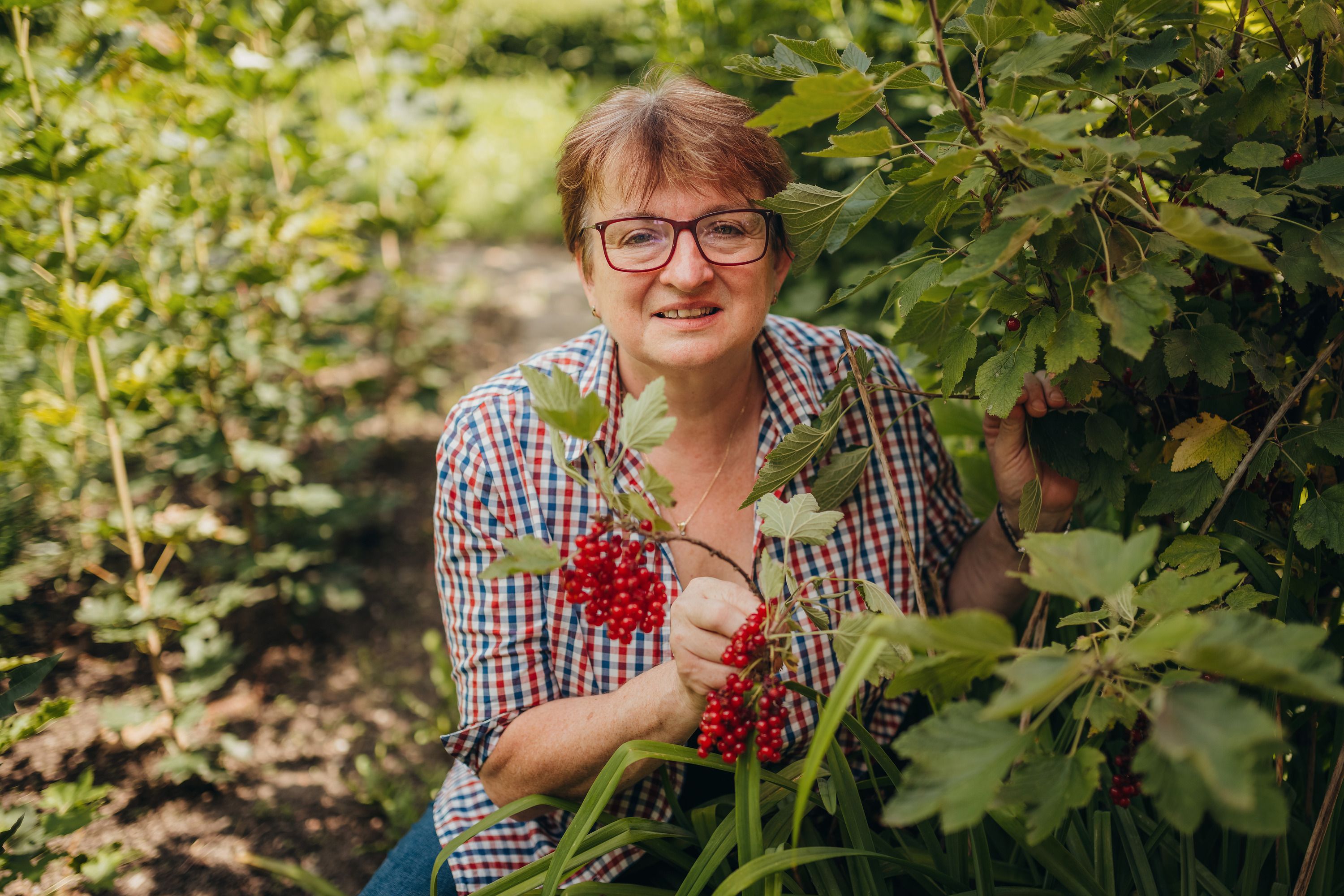 Woman in plaid shirt picking red berries in the garden.