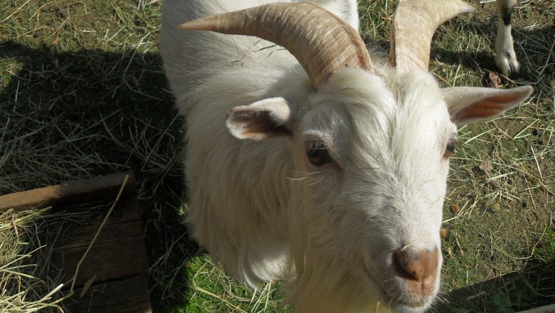 Close-up of a white goat with horns in a meadow.