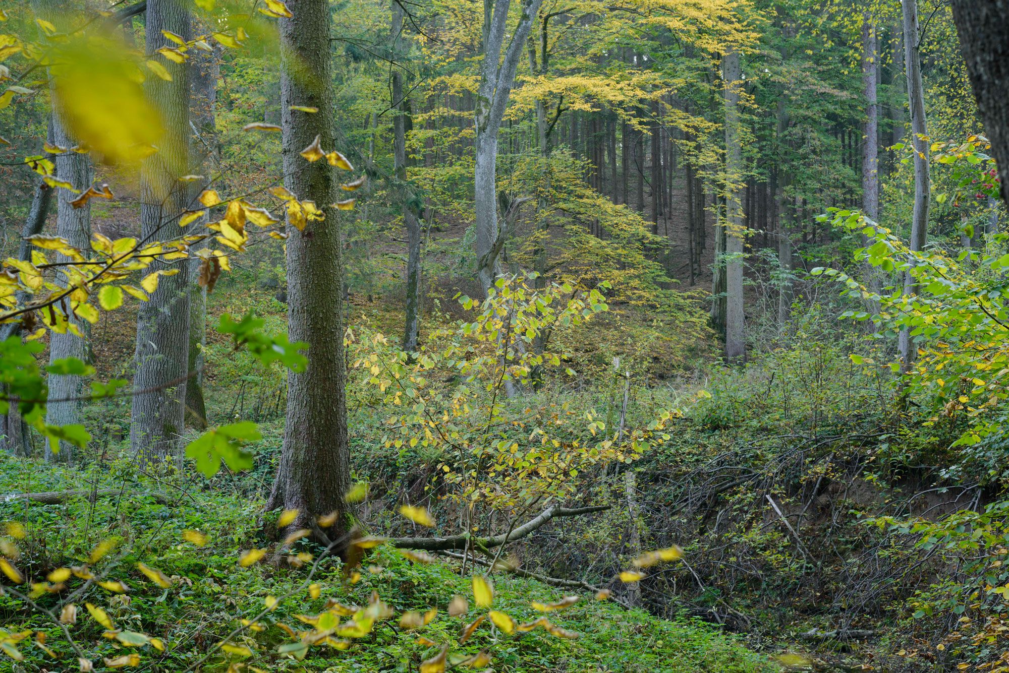 A dense forest with green and yellow leaves in the fall.