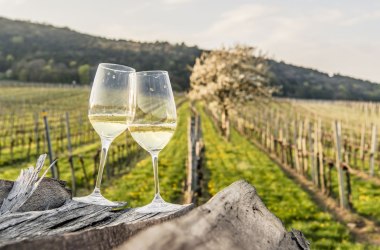 Wine Spring, Kamptal, © Niederösterreich-Werbung/ Robert Herbst