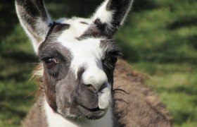 Close-up of a llama with brown and white fur and an attentive gaze.