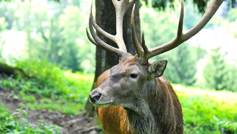 In the idyllic summer landscape of Falkenstein Nature Park, a majestic stag roams through the lush meadows. Surrounded by lush greenery and the gentle rustling of the trees, the scene conveys a feeling of peace and freedom. Here, where nature is in full bloom, every moment becomes an unforgettable experience.