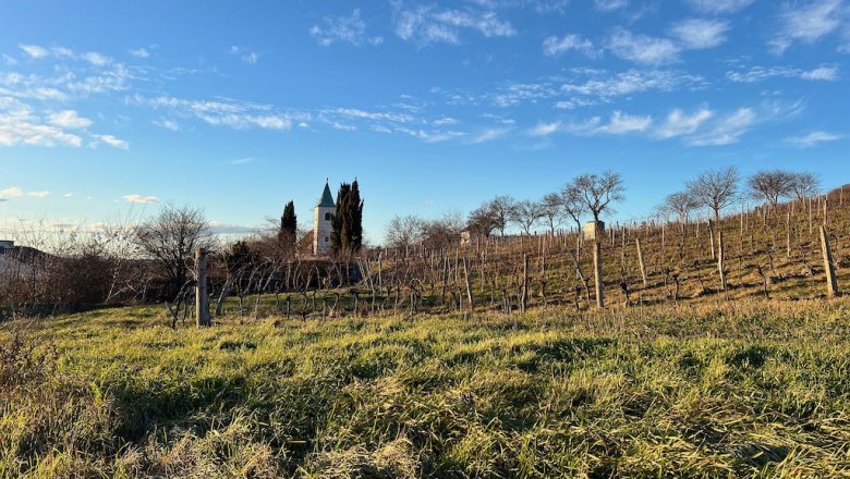 Vineyard with church in the background under a blue sky.
