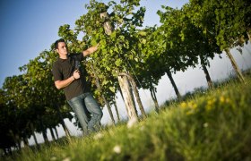 A man inspects vines in a vineyard in sunny weather.