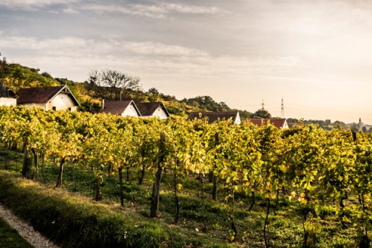 whoever wants to can take part in the grape harvest. Autumn landscape in Wagram/Feuersbrunn wine cellar lane., © Donau Niederösterreich/Robert Herbst