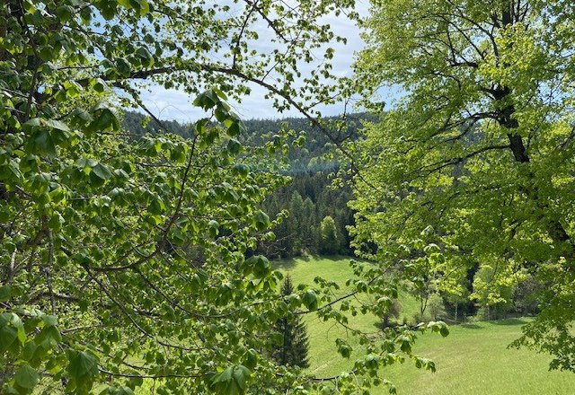 View through green trees to a meadow and wooded hills in Oberhof.
