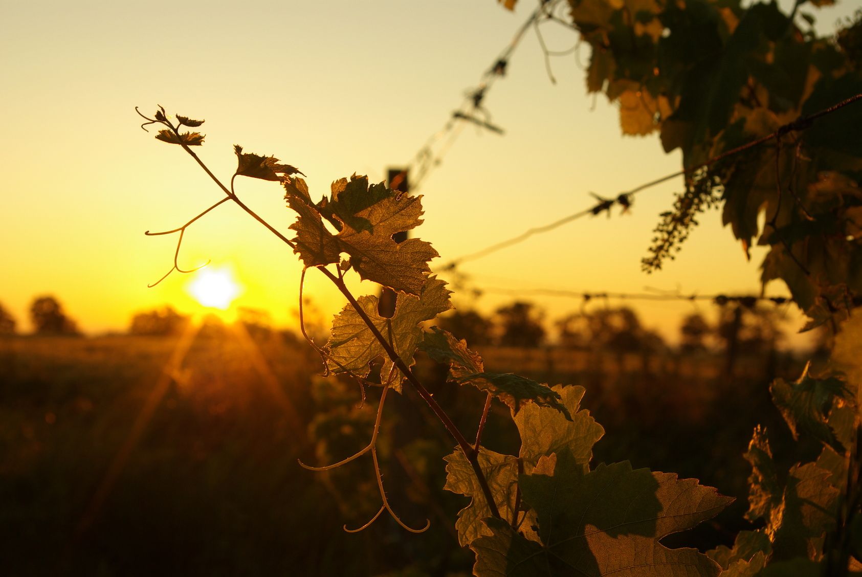 Vines in the sunset on a vineyard.