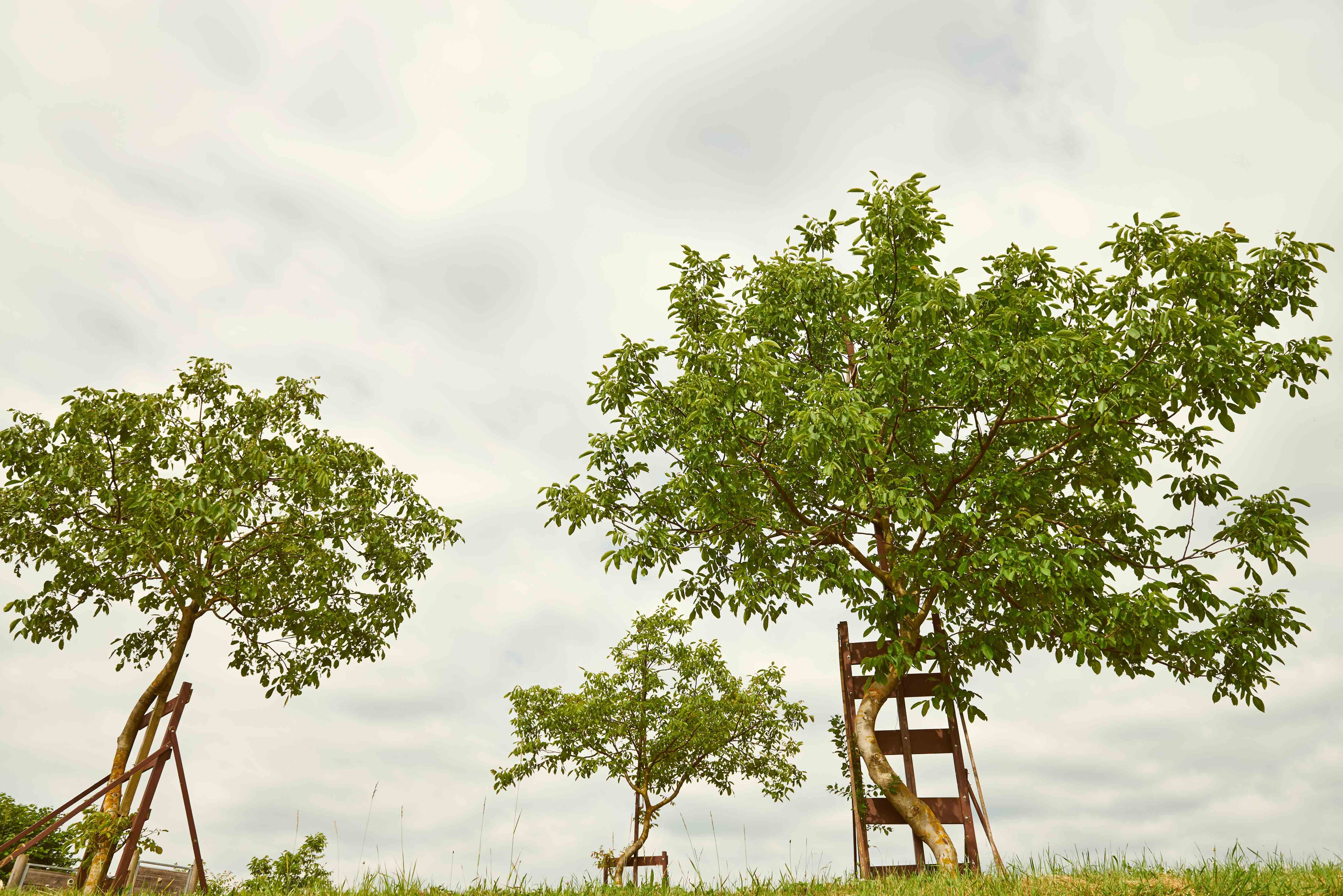 Three young trees with supports on a meadow under a cloudy sky.