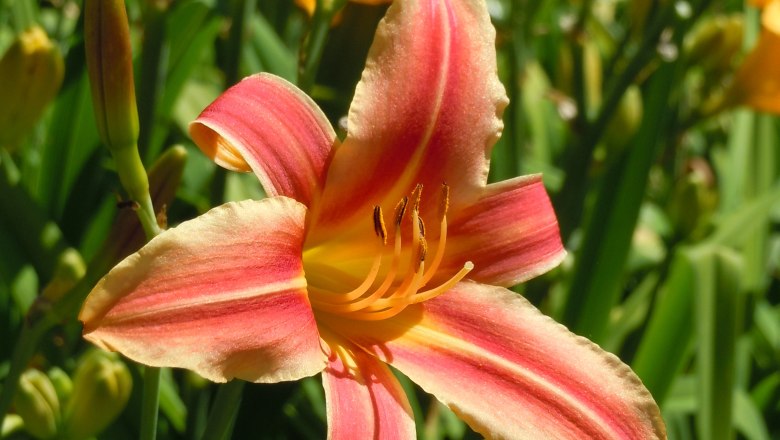 Close-up of a blooming daylily with pink and yellow petals.