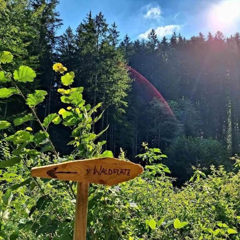 Forest bathing