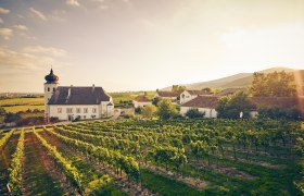 Winery with church and vines at sunset.