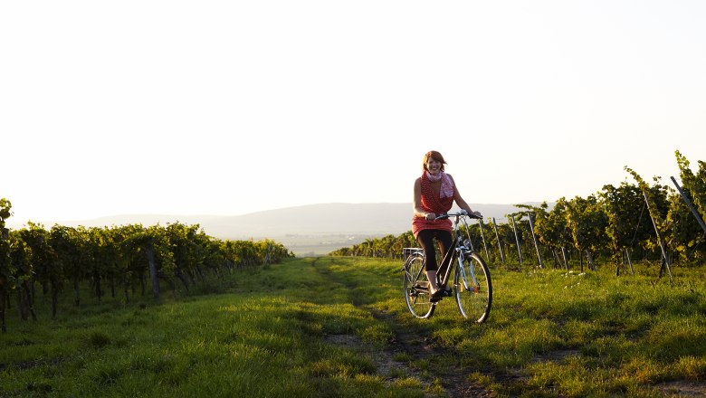 Person riding a bicycle through a vineyard at sunset.