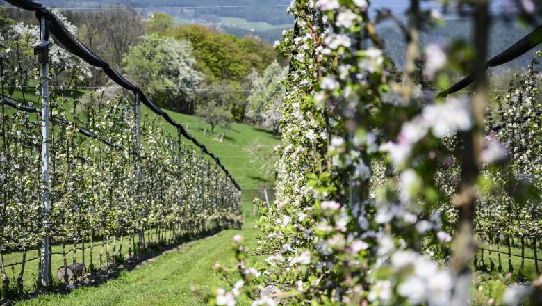 Blooming organic orchard with mountains in the background.