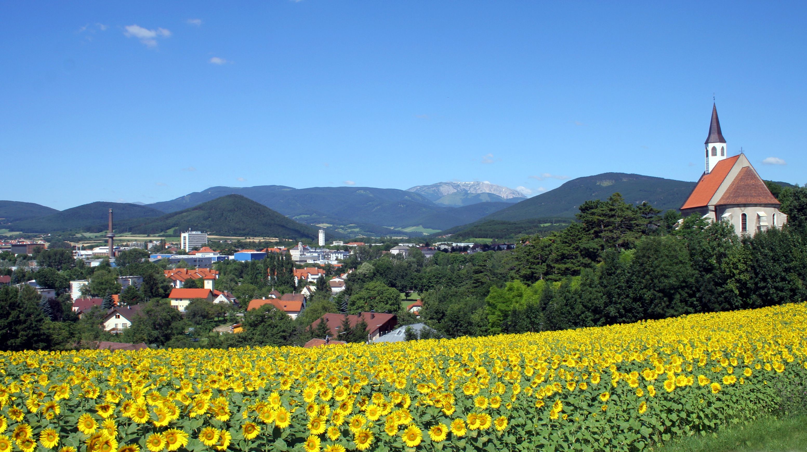 View of Ternitz with sunflower field in the foreground and church on the right, surrounded by green hills and blue sky.