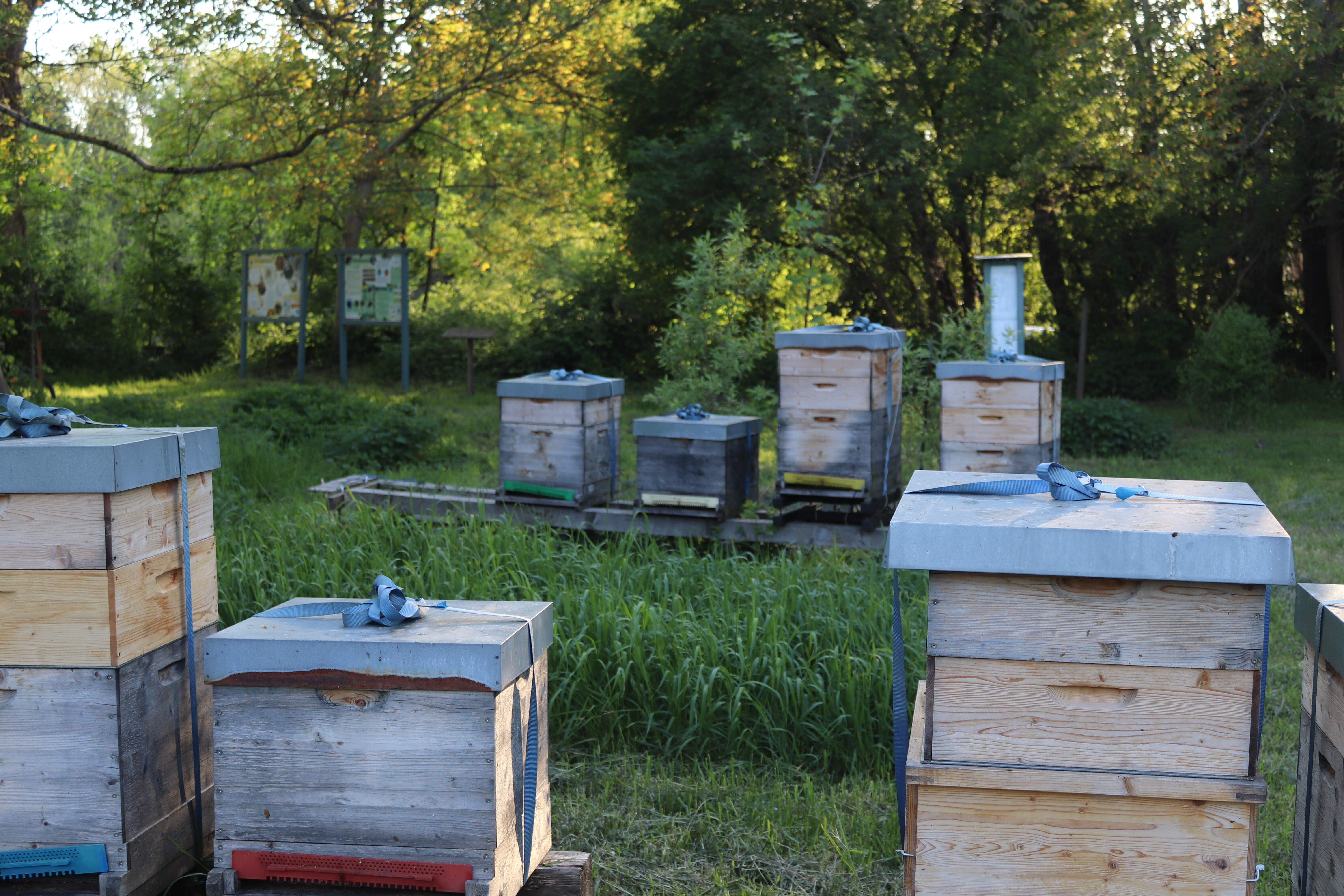 Beehives in a green garden with trees in the background.