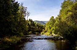 Ein sanfter Fluss schlängelt sich durch die üppige, grüne Landschaft des Helenentals, umgeben von majestätischen Bäumen und sanften Hügeln. Die ruhige Atmosphäre lädt dazu ein, die frische Luft zu genießen und die Schönheit der Natur zu erleben.