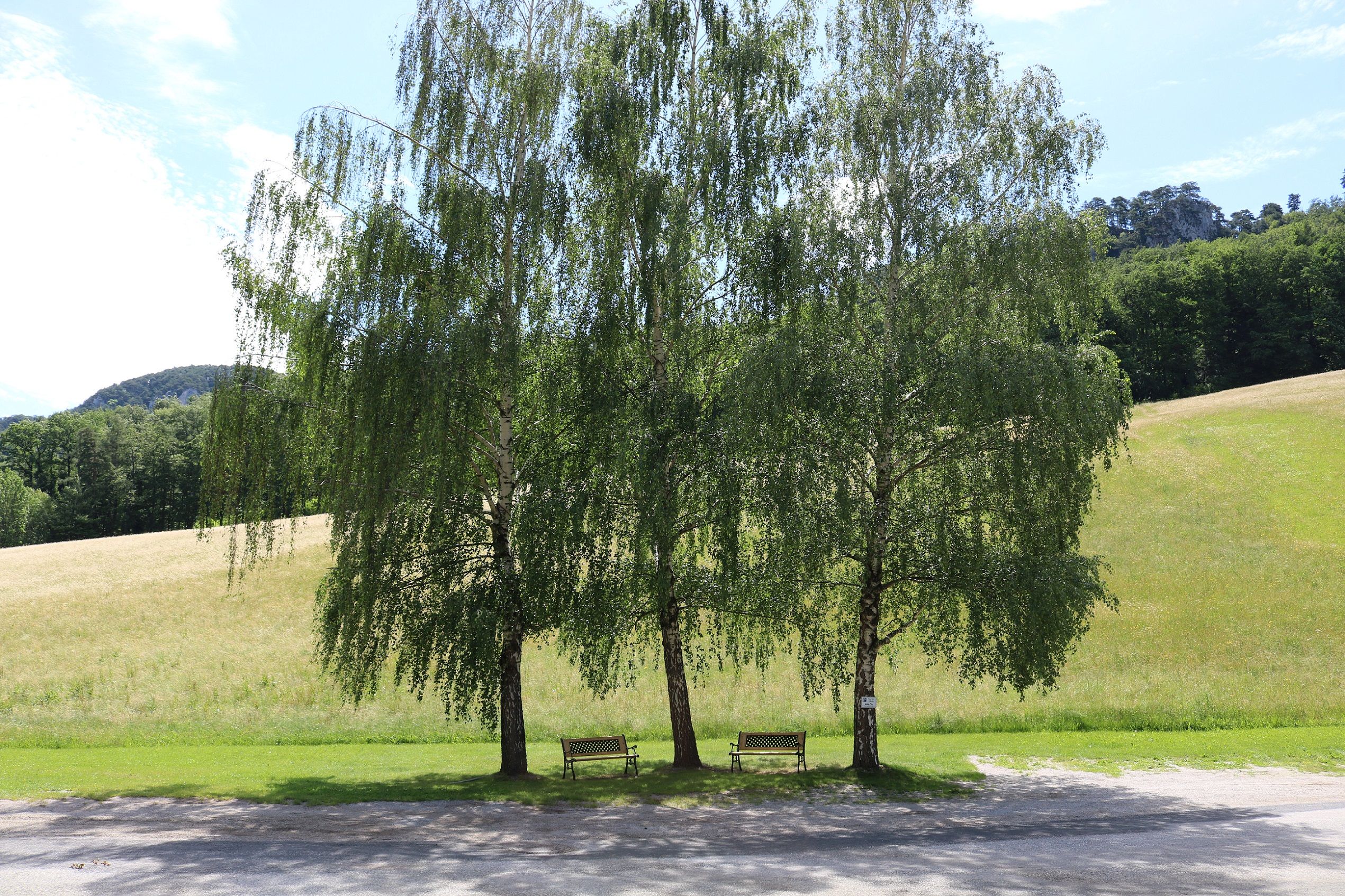 Three birch trees with benches on a meadow in front of a hill.