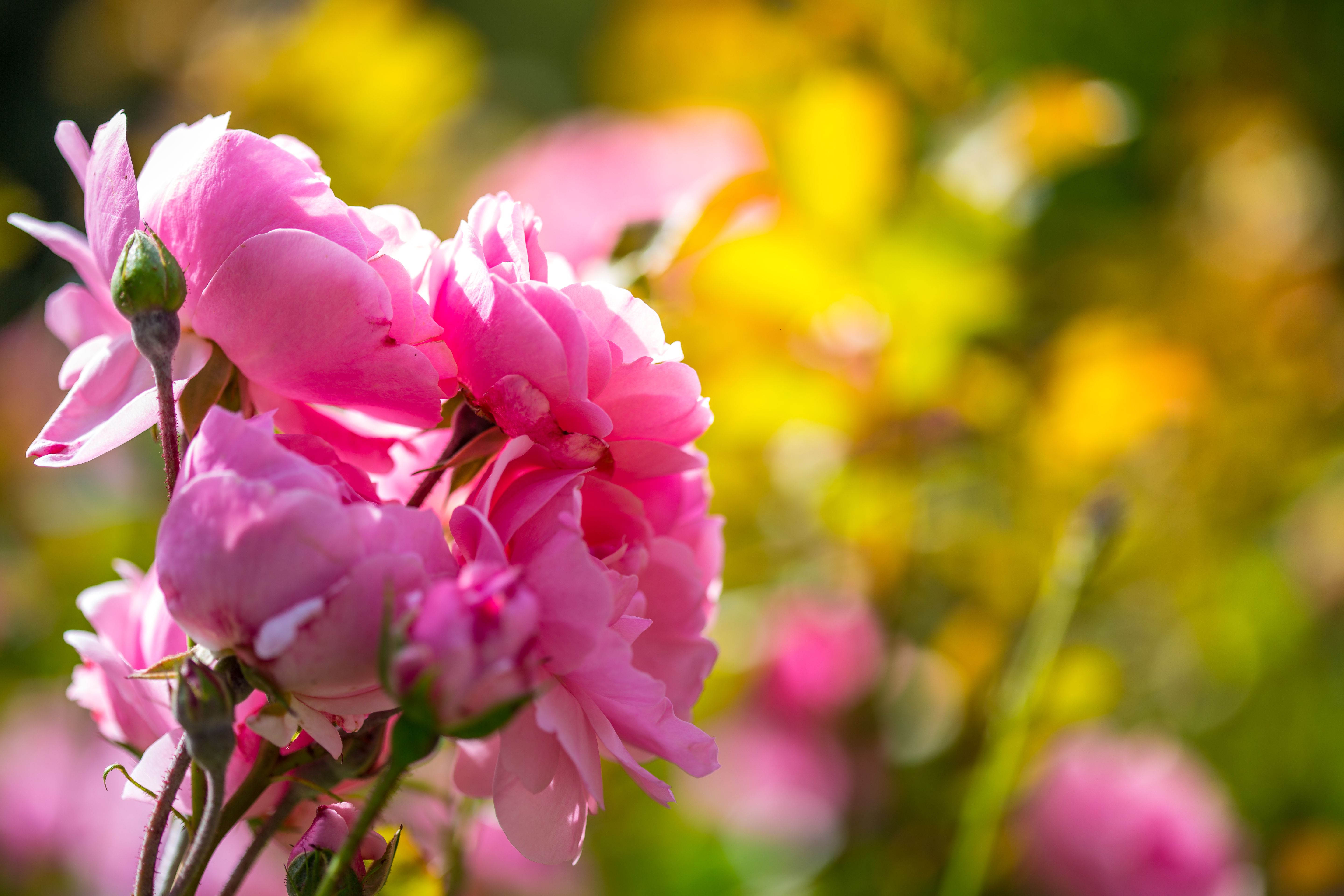 Close-up of pink rose blossoms in the sunlight with a blurred yellow-green background.