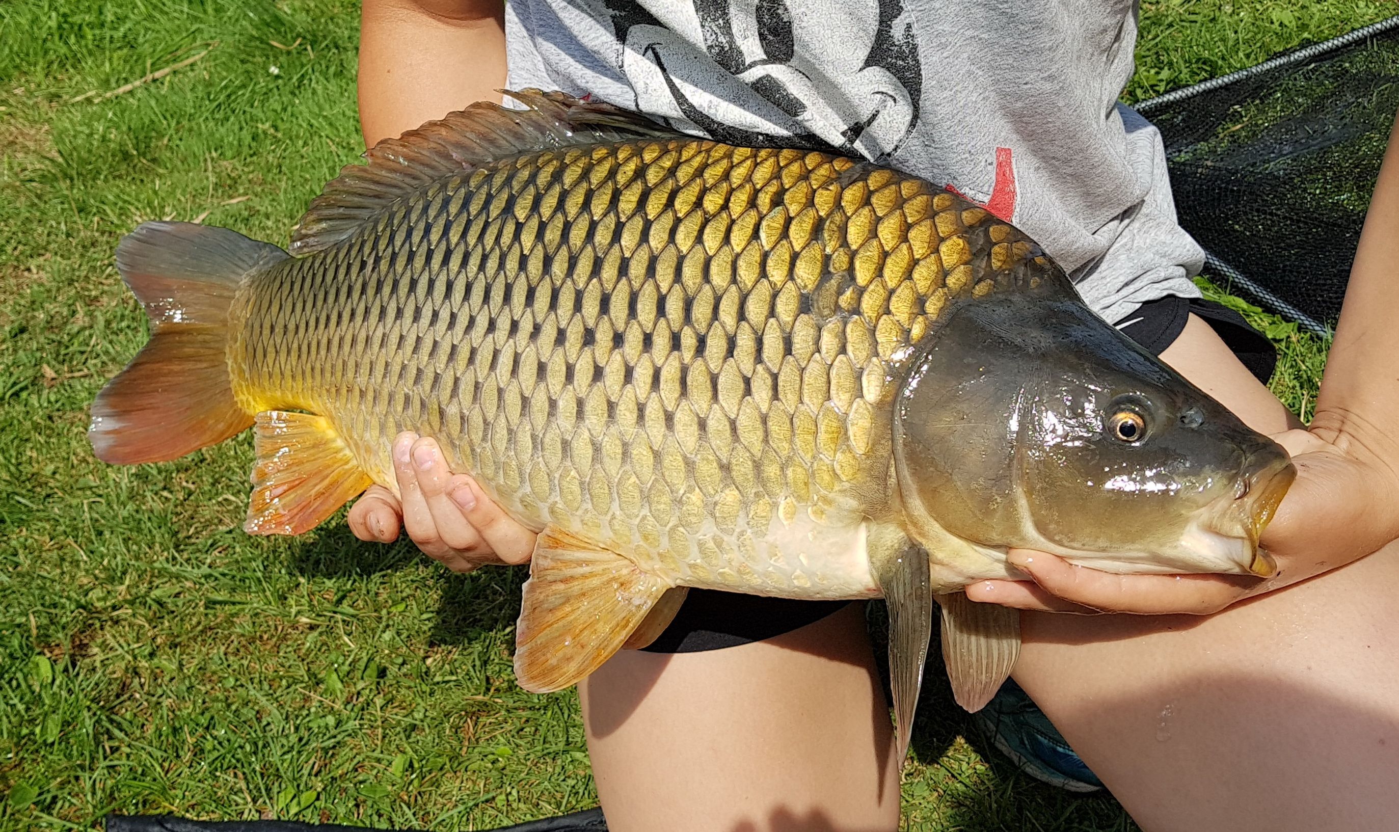 Person holds a large carp in their hands.