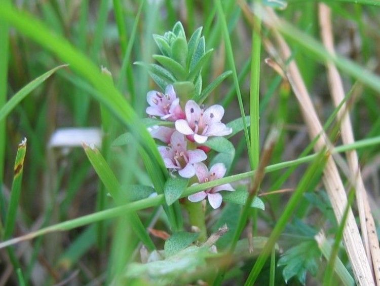 Close-up of a small plant with pink flowers, surrounded by grass.
