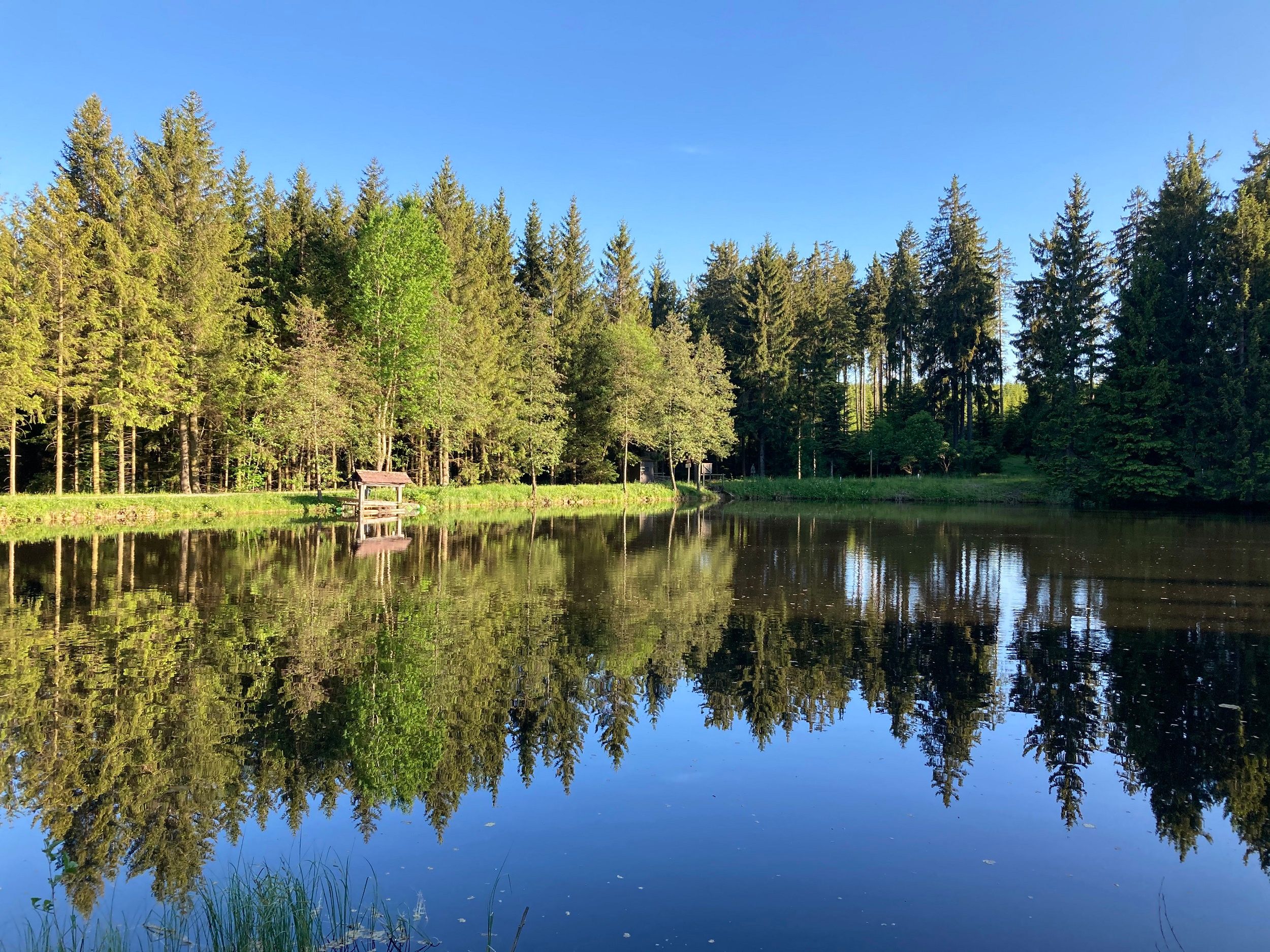 A calm pond with a clear reflection of the surrounding trees in the water, surrounded by a dense forest under a blue sky.