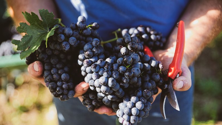 Close-up of hands holding grapes and a pair of scissors.