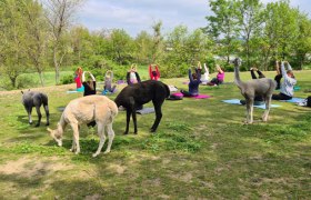 Alpacas graze next to people practicing yoga outdoors.