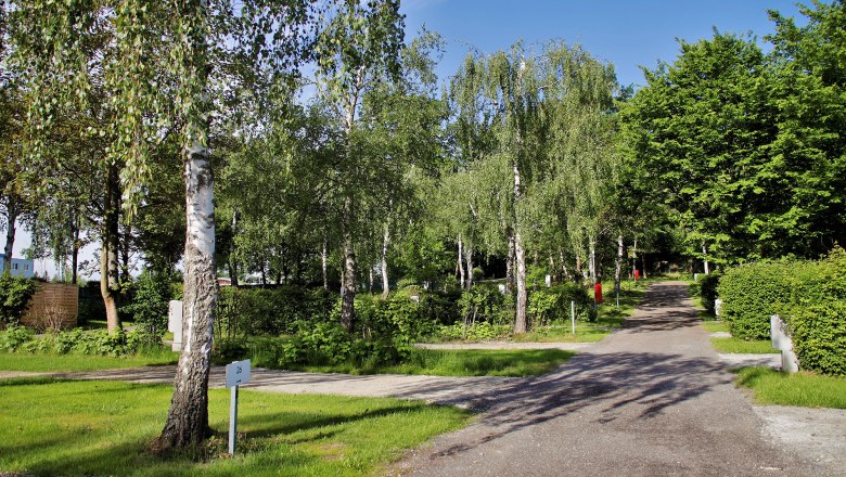 A path leads through a green park with birch and other trees under a blue sky.