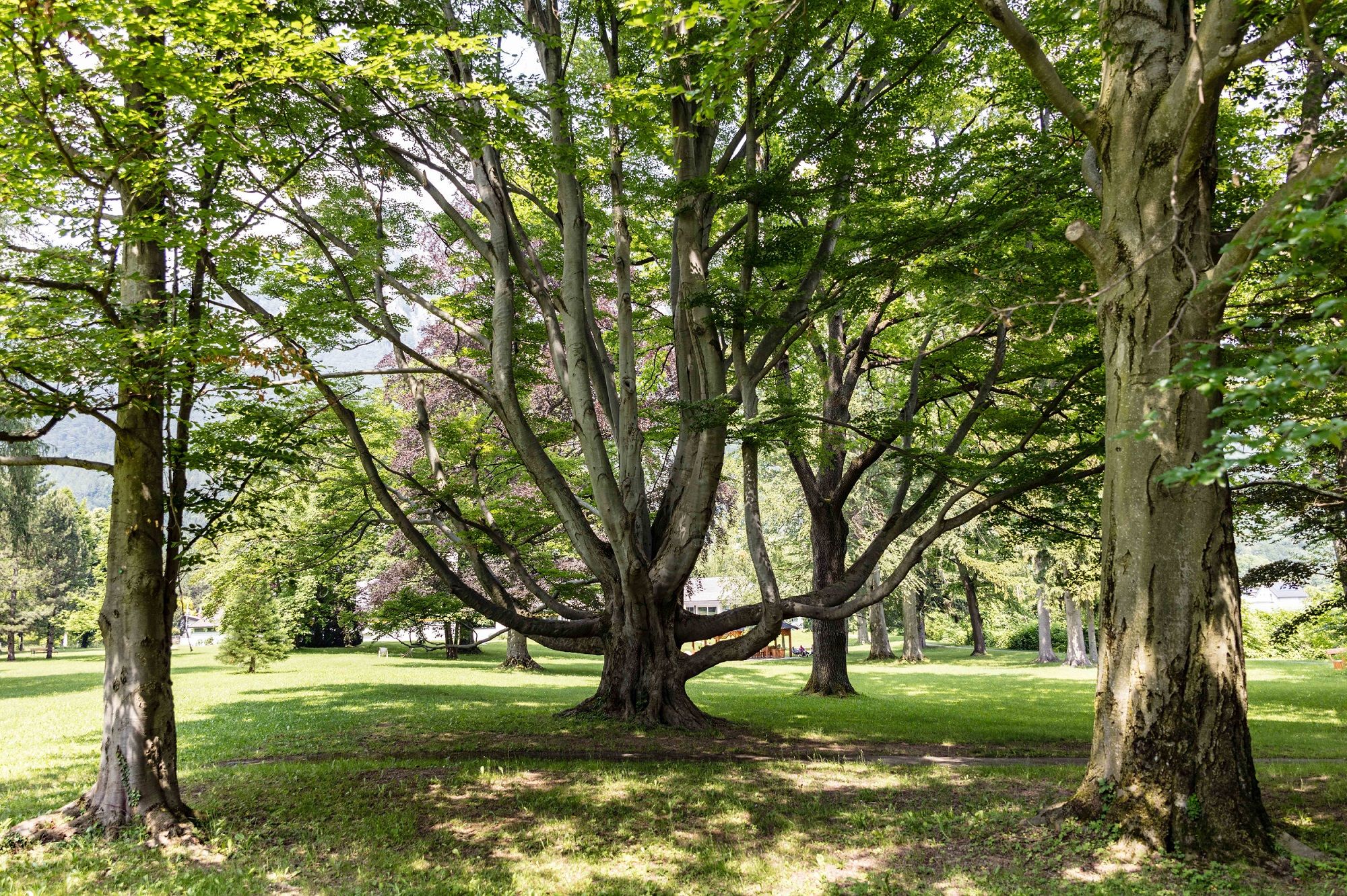A large tree with spreading branches in a green park.