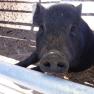 A black pig looks curiously over a fence.