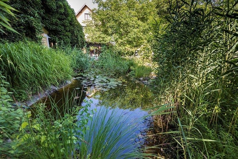 An idyllic pond with water lilies and lush vegetation in a garden, with a house in the background.