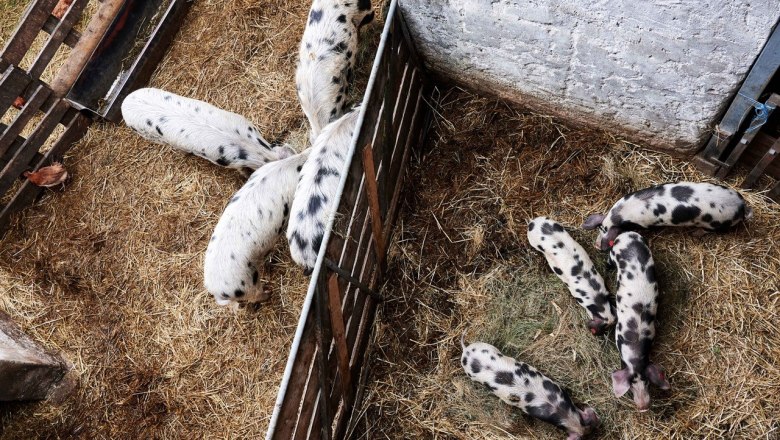 Turopolje pig in the straw run, © Mara Hauck