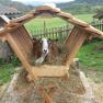 A goat lies in a wooden feeding trough with hay on a farm.