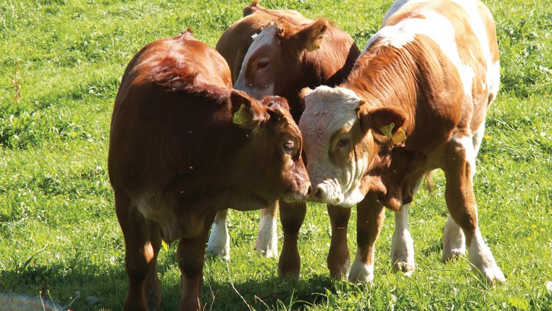 Three young cattle stand on a green meadow and touch each other with their heads.