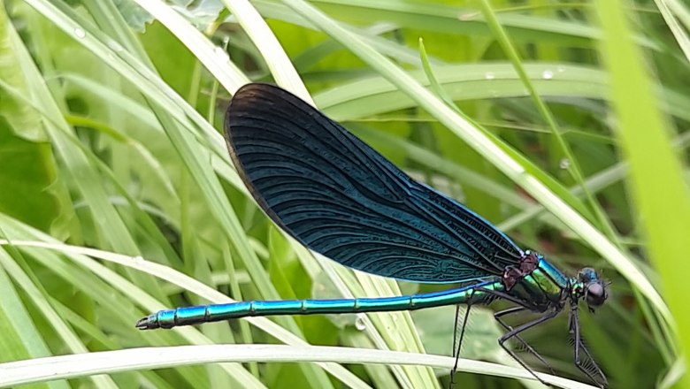 Dragonflies at the fish pond, &copy; Ferienhaus Angel, Fotograf Heidi Angel