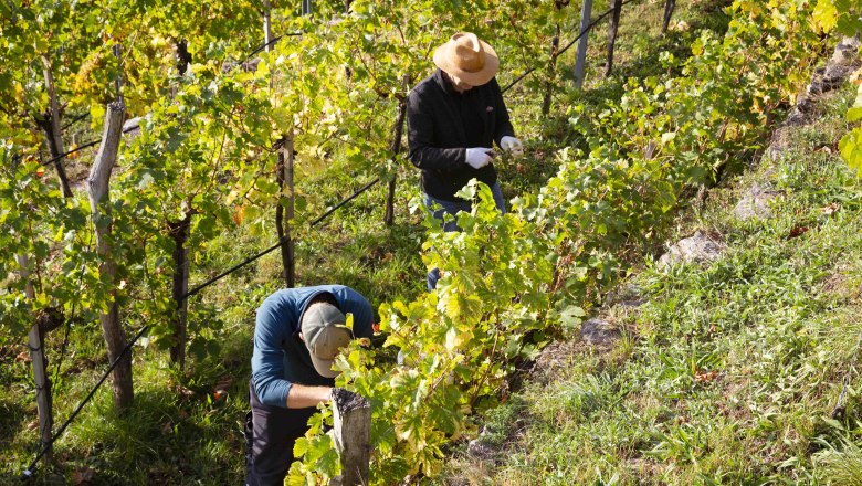 Grape harvest in the Wachau, &copy; Donau N&Ouml;/Barbara Elser