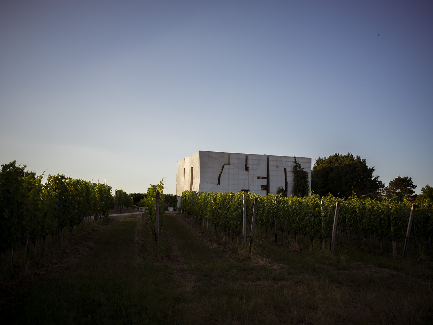Modern architecture in the middle of a vineyard at sunset.