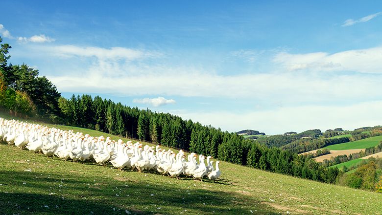 A large group of white geese on a green meadow in front of a forest and hills under a blue sky.