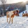 A pony and a cow stand in the snowy winter landscape in front of a wooded hill.