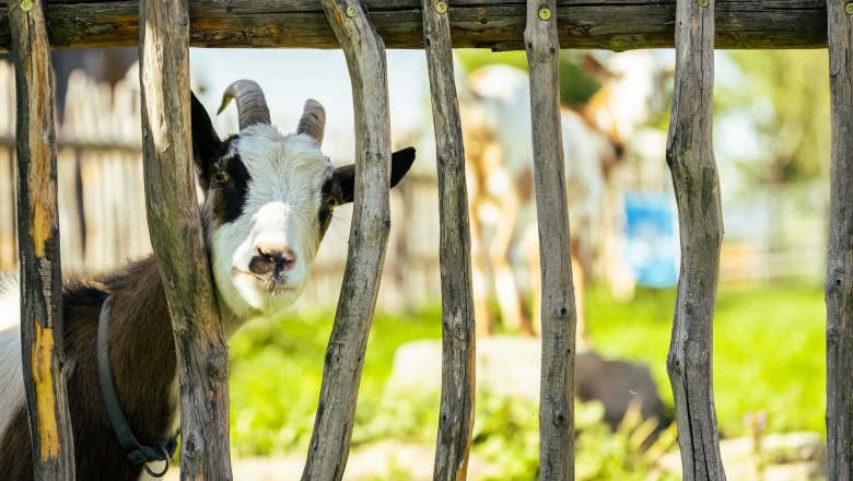 Sommerfrische_Ofnerhof_fullres_6720(c)wieneralpen_fueloep, &copy; &copy; Wiener Alpen/Martin F&uuml;l&ouml;p