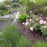A garden with blooming lavender and pink roses, in the background a stone bench with cushions.