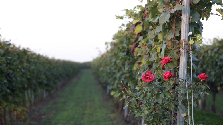 Vines with red roses in the foreground in a vineyard.