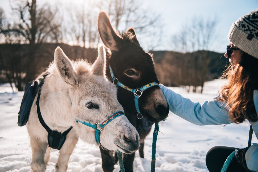 Alpaca Farm, winter, © Alpakahof Hahn